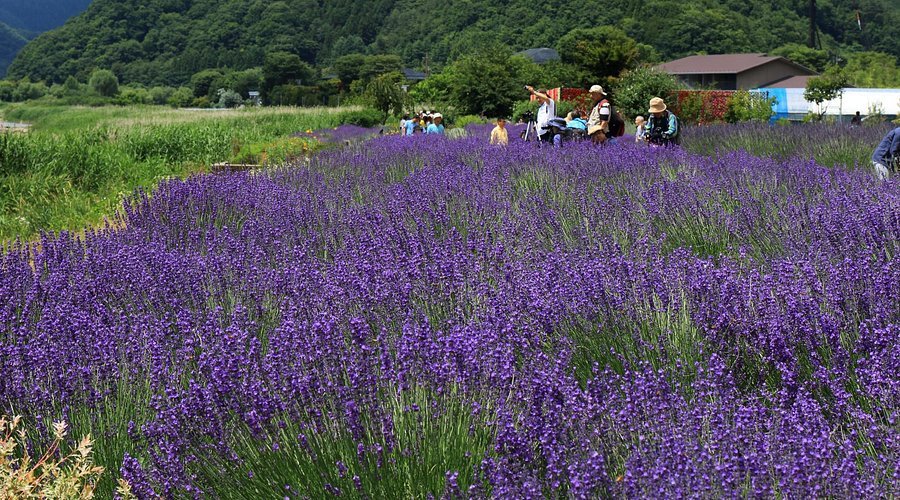 🎨 카즈키 야스오 미술관 이미지 8
